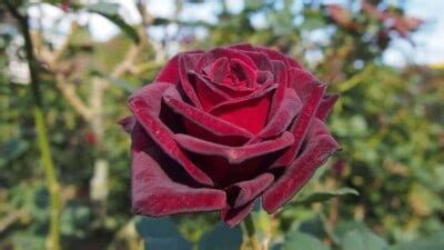 black baccara rose meaning